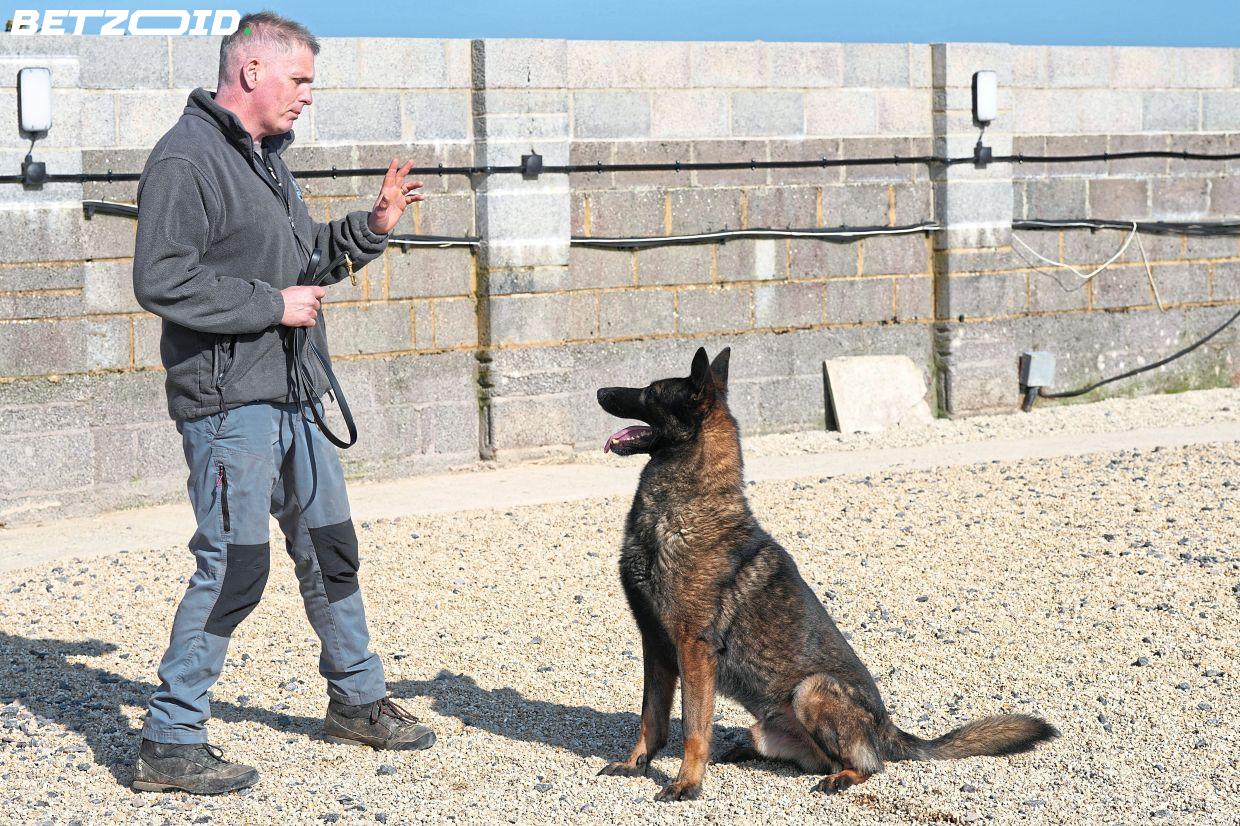 Premier League Stars Beef Up Security with Elite Protection Dogs as Burglaries Rise.